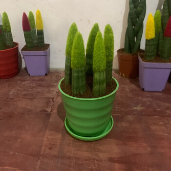 佛手(绿色)5指【图片 价格 品牌 报价】-京东