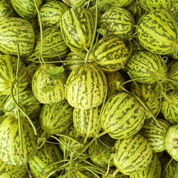 八里香甜瓜超甜新鲜现摘应季水果整箱甜香价3斤小果48个试吃