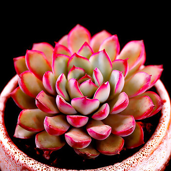 多肉植物稀有品种桃蛋玉露肉肉老桩室内盆栽花月夜3 5cm 不含盆 图片价格品牌报价 京东