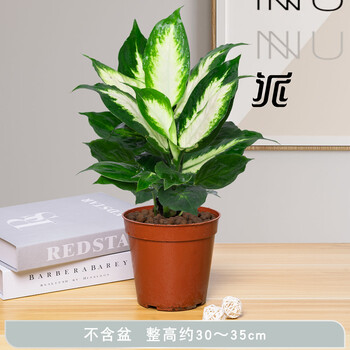 花东p对 万年青盆栽办公室绿植花卉观叶室内四季常青水培植物万年青 不含盆 图片价格品牌报价 京东