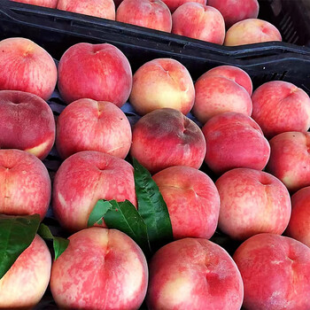 蔬教授水蜜桃新鲜水果北京子脆甜现摘时令水果新鲜5斤精品礼盒装12颗6