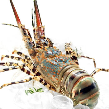 中华锦绣大龙虾鲜活澳洲花龙新鲜水产冰鲜海虾 1.4-1.6斤【1只装】