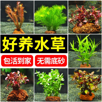 的水草品牌及商品- 京东