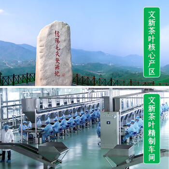 文新绿茶2026新茶预售文新茶村信阳毛尖特级100g明前礼盒茶源头直发