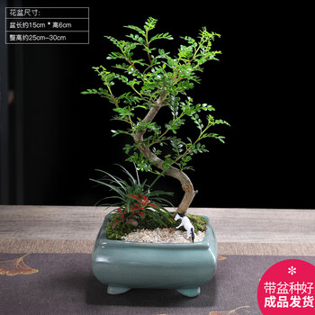 悬崖盆景品牌及商品- 京东