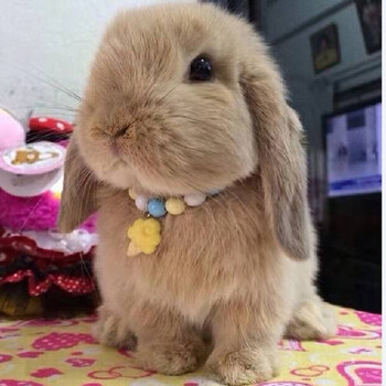 别态萌 侏儒兔子活体小型长不大宠物兔茶杯兔可做造型盖脸猫猫兔荷兰