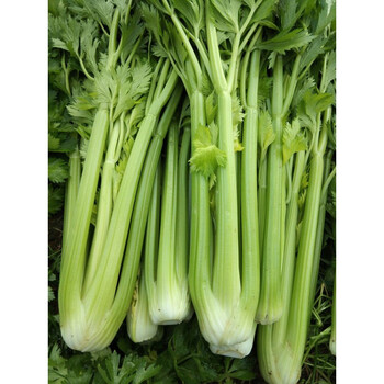 新鲜蔬菜芹菜西芹西洋芹山东脆嫩无丝碎有机种植西芹榨汁 4斤