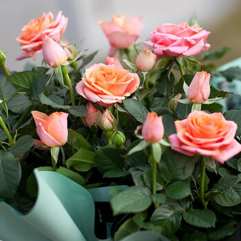 虹越(hongyue)2023居家装饰盆花 迷你玫瑰花苗100#盆栽苗 阳台窗台