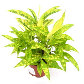 麦桑荷柳叶星点木  dracaena godseffiana 耐阴室内盆栽绿植花卉 11cm