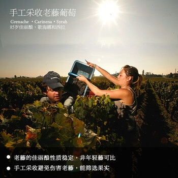 菲特瓦无红酒到底值不值得选择？深入揭秘为你解说