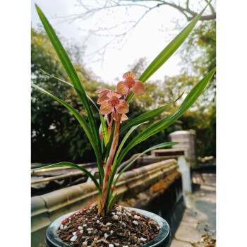 雲南老種蘭花苗盆栽 春蘭 黃金牡丹 濃香綠植花卉盆栽園藝植物 蓮瓣蘭