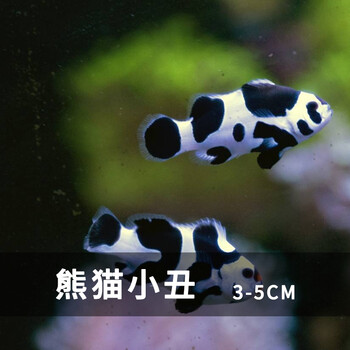 鱼咸水活鱼观赏鱼人工公子小丑白金养定开口活体现货岚黛熊猫小丑35cm