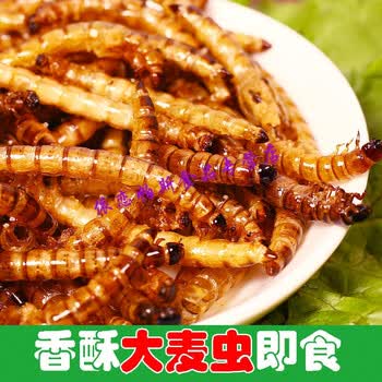 大麦虫即食香辣油炸新鲜现做黄金虫面包虫大麦虫昆虫虫子美食麻辣 图片价格品牌报价 京东
