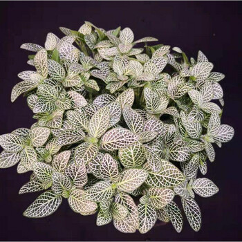 泰西丝白网纹草 迷你盆栽绿植花卉 白网纹草 红网纹草 白天使大盆 不