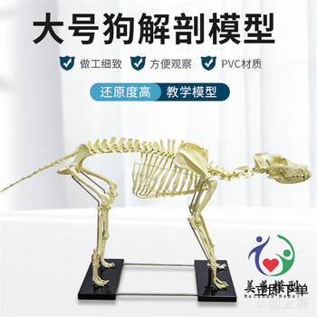 动物骨骼模型型号规格- 京东