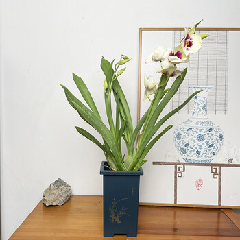 大花文心兰盆栽兰花带花苞花卉室内桌面茶几四季好养植物 克丽奥[红花