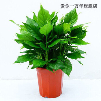 万年青盆栽植物室内大型绿植四季常青大叶金钻好养吸毒大王万年青5060