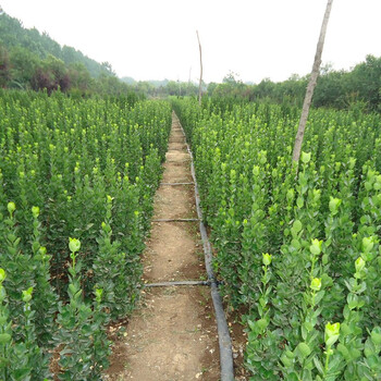 牵挂法国冬青大叶黄杨北海道黄杨四季常青耐寒绿篱笆围墙植物大叶庭院绿化苗木北海道 1 4 1 6米10颗10cm 含 110cm 含 图片价格品牌报价 京东