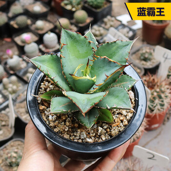 多肉植物 桃美人錦♡葉挿し