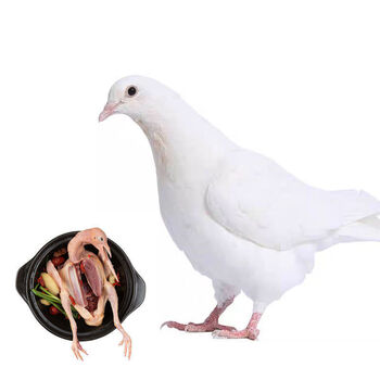 新鲜鸽子活杀乳鸽散养鸽子农家土鸽子母鸽子老鸽子肉新鲜烧汤食材 250