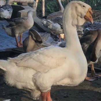 狮头鹅苗纯种 正宗狮头鹅苗特大种纯种小鹅活体饲料灰狮头鹅苗特大型