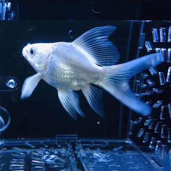 荣郁红色蝴蝶鲤球体冷水鱼锦鲤贵妃龙凤蝶鲤大鳍长尾观赏鱼苗活体白球