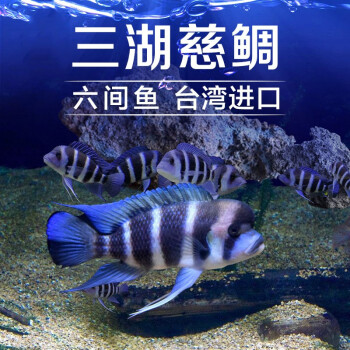 三湖慈鯛魚活體活魚坦鯛臺系布隆迪六間魚皇冠六間家辦公水族館魚