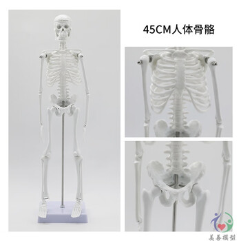 人体模型 61rSzDnOZ5L._AC_UF350,