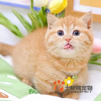 蓝猫蓝白矮脚活体幼猫宠物猫咪活体凯米尔色橘猫宠物猫咪活物活体英短蓝猫蓝白金银渐层幼猫矮脚 图片价格品牌报价 京东