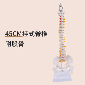 椎体模型品牌及商品- 京东