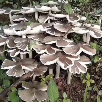 菌種子傘把菇三塔菌菌菇雲南野生菌雞樅菌三八菇雞樅 雞樅菌種100克