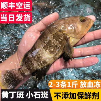 鲜木福建海捕鲜活大石斑鱼东星斑蜂巢斑土斑石斑一斤23条混搭小石斑5