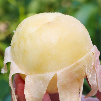 阳山水蜜桃桃子水果超甜多汁当季现摘撕皮毛桃 尝鲜小果【净重5斤】爆