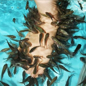 顺丰三筱足疗鱼鱼苗鱼疗专用鱼温泉鱼吃死皮的鱼星子鱼小鱼活体黑色