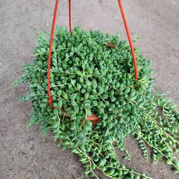 佛珠多肉情人泪吊兰花卉盆栽室内珍珠垂吊多肉植物悬挂佛珠吊篮绿植