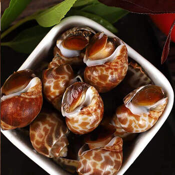 九河灌海旗舰店新鲜大花螺花螺鲜活冷冻东风螺海螺海猪螺生鲜海鲜水产