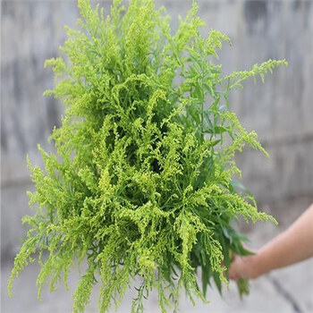 洋甘菊鲜花网红鲜花花材水养鲜花花束小菊花水养配花 黄英1束(送保鲜