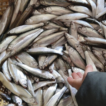 fghgh射阳河现杀刁子鱼小白鱼新鲜小鱼小餐条白条淡水鱼小杂鱼2斤