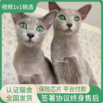 蓝猫幼猫品牌及商品- 京东