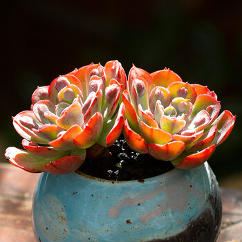 雨滴群生老桩多肉植物精品阳台四季盆栽萌肉肉云南多肉 雨滴双头老桩