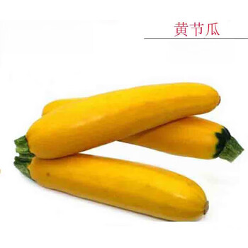 茄瓜图片- 京东