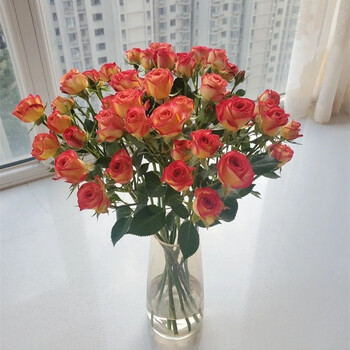 爱丽丝多头玫瑰10支【图片 价格 品牌 报价】-京东