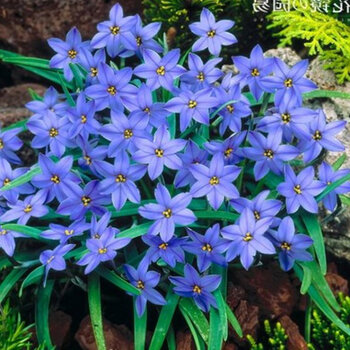 花四季开花花卉韭菜莲葱兰花苗花草耐寒耐阴绿化植物庭院春 蓝色20颗