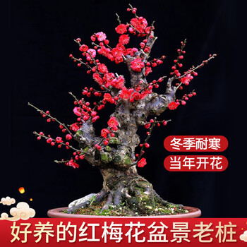 紅梅 盆栽　赤花 楽天市場】盆栽 梅 紅梅 信楽鉄鉢 ミニ盆栽 小品盆栽 梅盆栽 梅