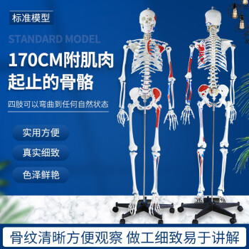 人体骨骼肌肉模型价格报价行情- 京东