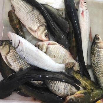 新鲜海鲜野生杂鱼500g(泰州财政局专供)