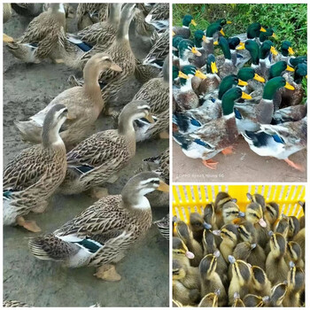 小鸭子活苗大种麻鸭幼体杂交鸭多蛋鸭活物水鸭土鸭幼崽金锭鸭 麻鸭(20