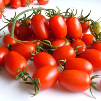 金龍蔬菜种孑 台湾圣女番茄种子 台湾红圣女果蕃茄种子 红色小番茄种籽 水果番茄籽水果种子300粒/包
