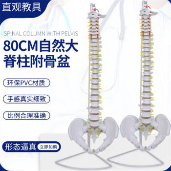 自然大脊椎模型品牌及商品- 京东