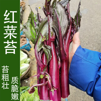 农家红菜苔种子红菜心紫菜薹红油菜芯种籽青菜籽四季蔬菜阳台红菜苔10克约00粒 图片价格品牌报价 京东